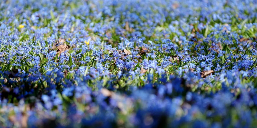 Неделя в Латвии начнется с дождей, но затем ожидается улучшение погоды