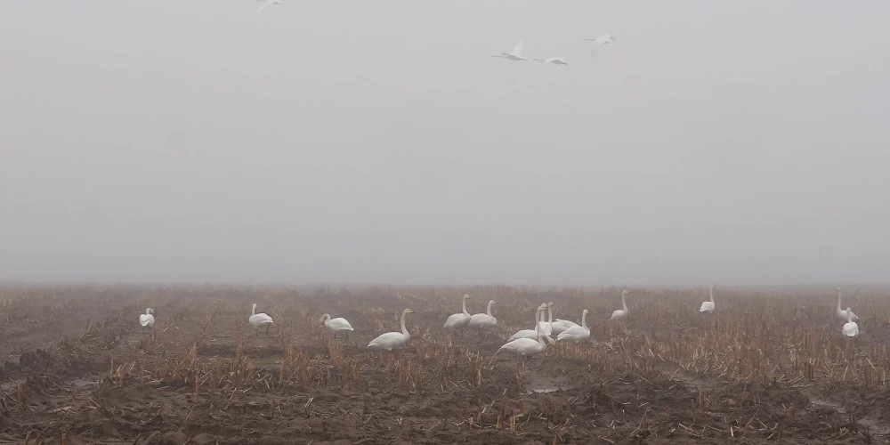 Ночной мороз и холодный день: прогноз погоды в Латвии на среду
