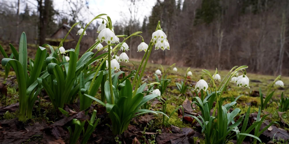 Ожидается легкий мороз ночью, днем температура до +13 градусов в Латгалии