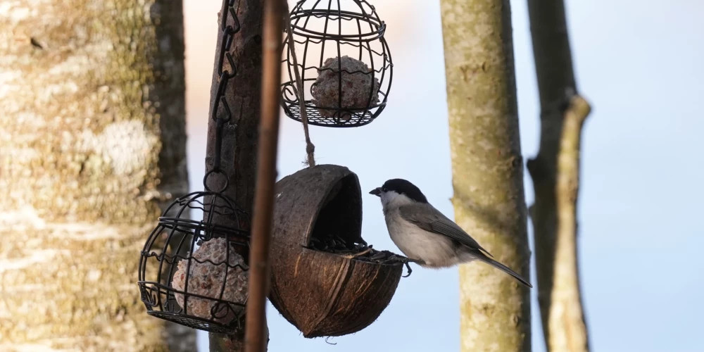 Переменная неделя в Латвии: туманы, дожди и прохладные ночи