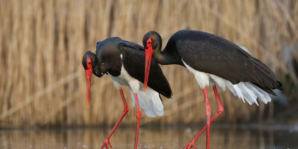 Редкий черный аист вернулся в Латвию раньше срока, начинают прилетать другие птицы