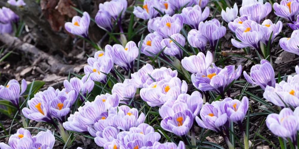 Синоптики прогнозируют теплый день с превышением мартовских температурных рекордов