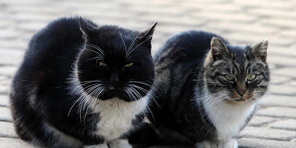 Суббота в Латвии: солнечная и теплая погода с температурой до +15 градусов