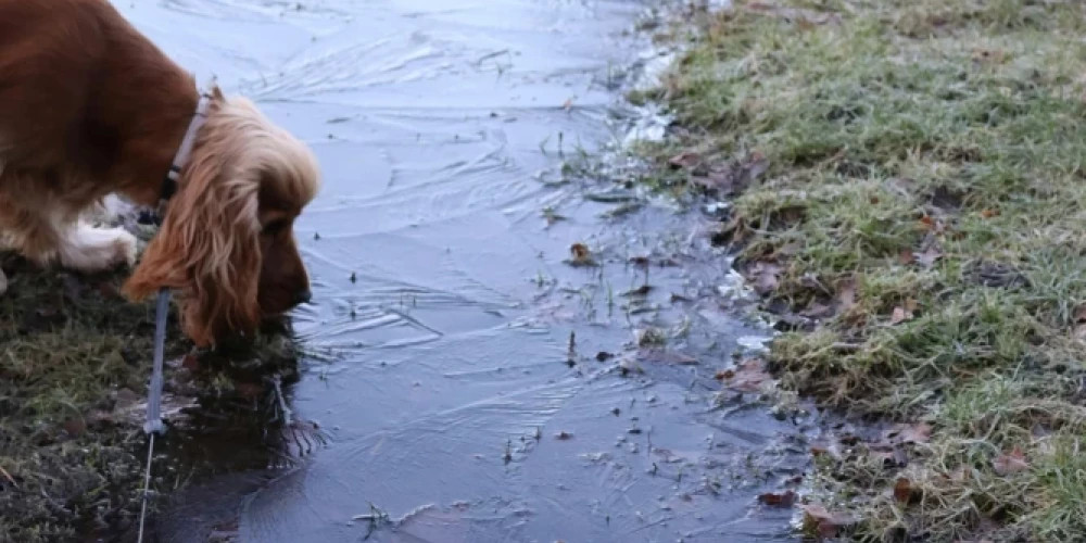 Температура в Латвии опустится ниже нуля, ожидаются дожди и мокрый снег