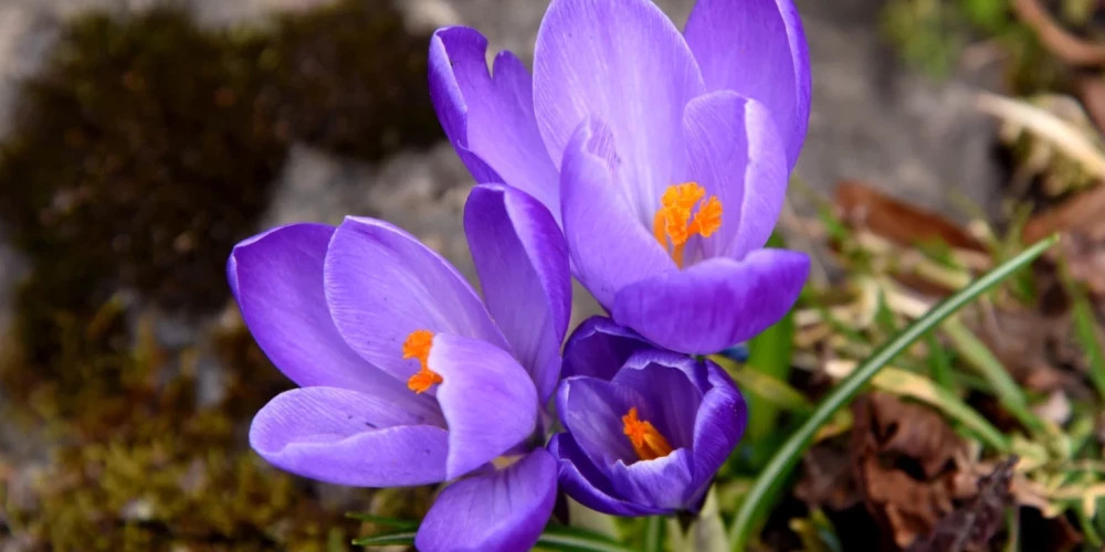 В Латвии 20 марта начинается астрономическая весна