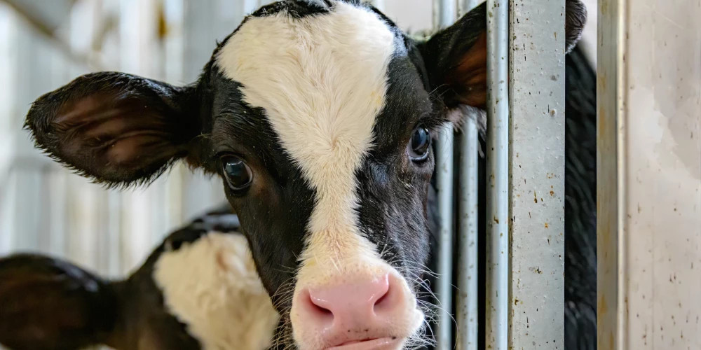 В Латвии инициирована сбор подписей против халяльного метода убоя животных