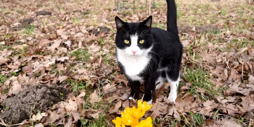 В Латвии на выходных ожидается теплая погода, но затем вернутся дожди и мокрый снег