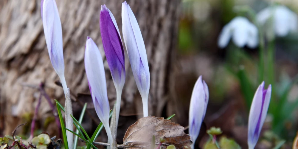 В Латвии ожидается рекордно теплый 9 марта 2023 года