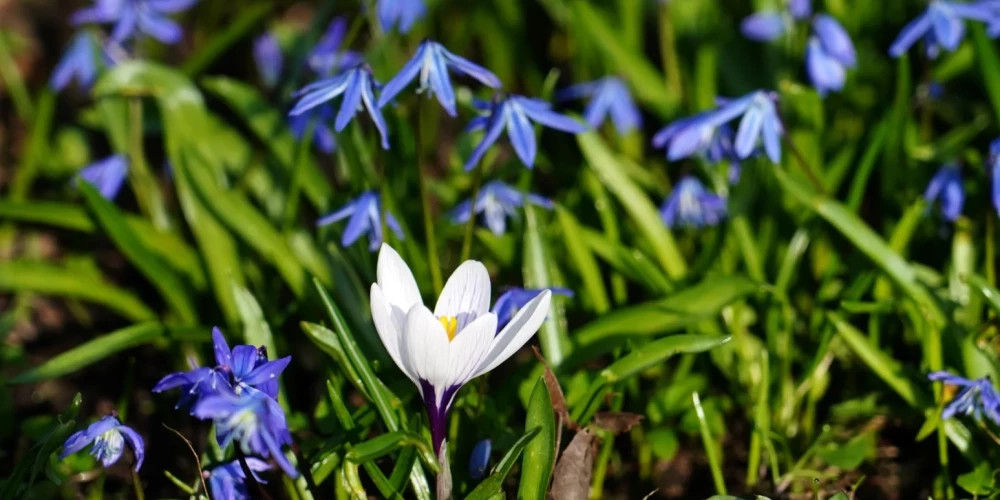 В Латвии ожидается теплая и солнечная погода с температурой до +15 градусов