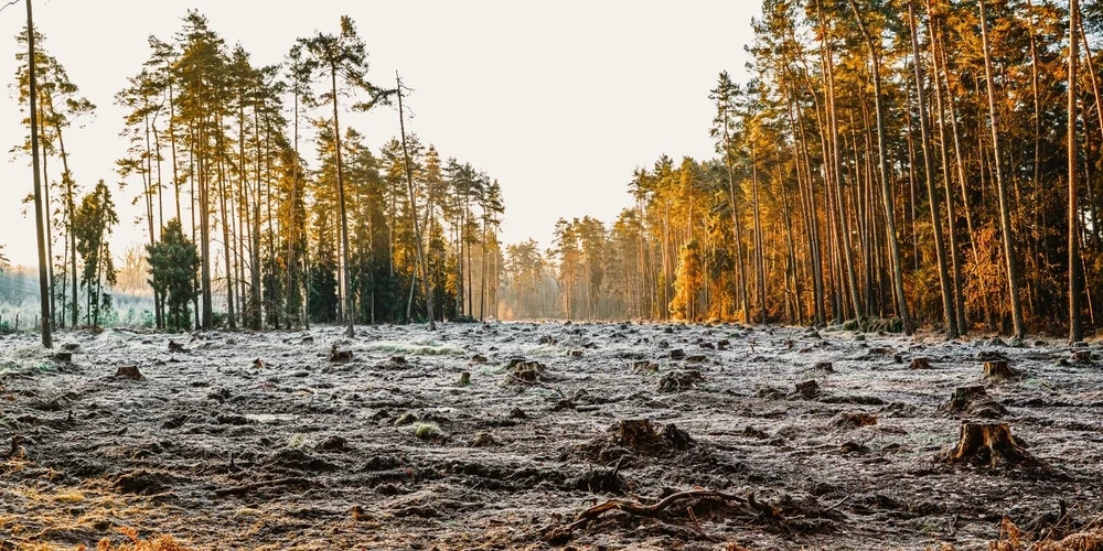 В Латвии вырублено 25 гектаров леса из-за нашествия короеда