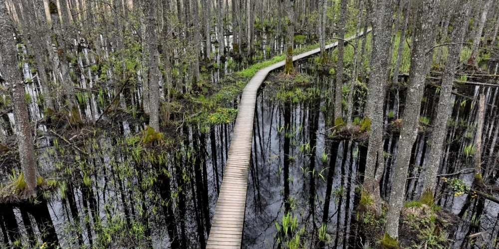 В Латвии выявлен мощный природный поглотитель CO₂, способный функционировать 300 лет