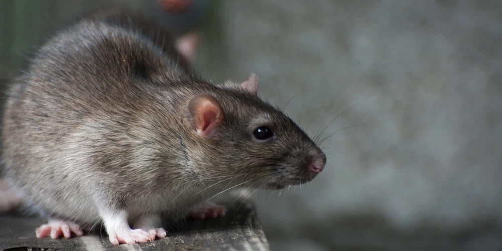 В Пардаугаве крыса оставила без электричества 2200 рижан 25 марта