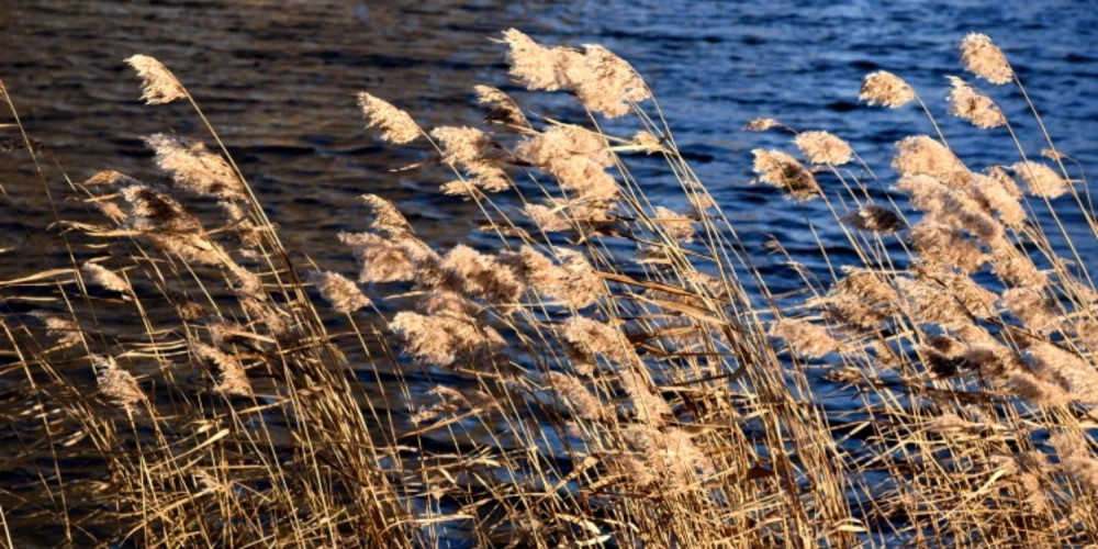 В пятницу в Латвии ожидается усиление ветра и солнечная погода