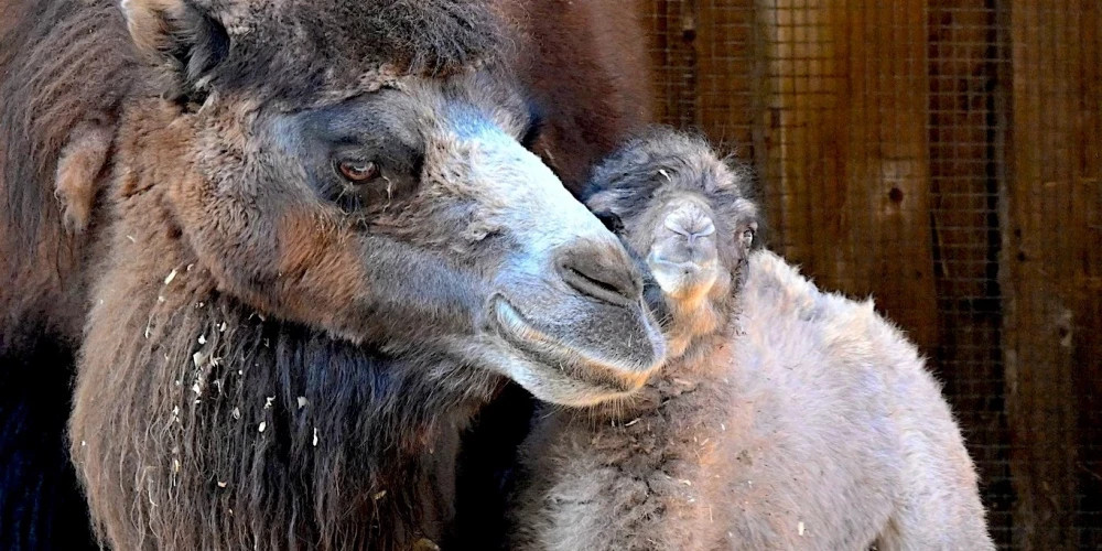 В Рижском зоопарке родился детеныш двугорбого верблюда, имя будет объявлено позже