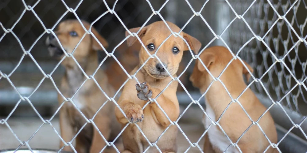 В Салгальской волости Елгавского края готовятся к эвакуации 80 собак из приюта Ķepu ķepā из-за паводка