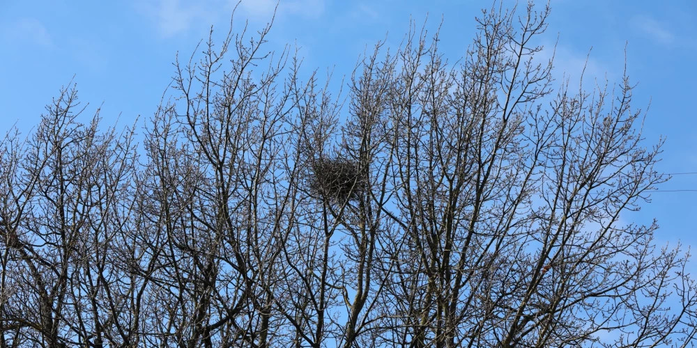 Во вторник в Латвии не ожидается значительных осадков