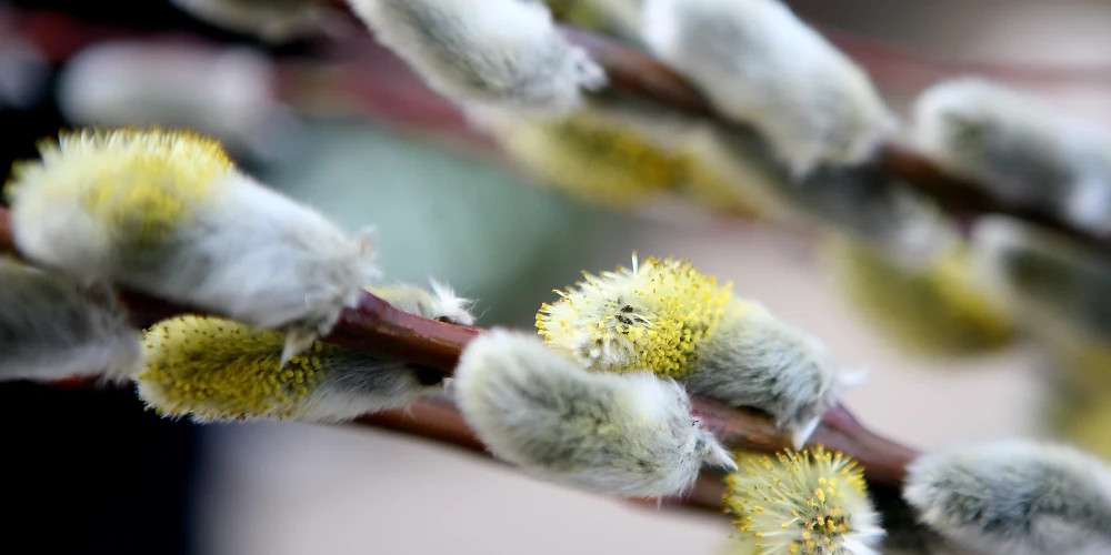 Во вторник в Латвии ожидается солнечная и теплая погода до +16 градусов