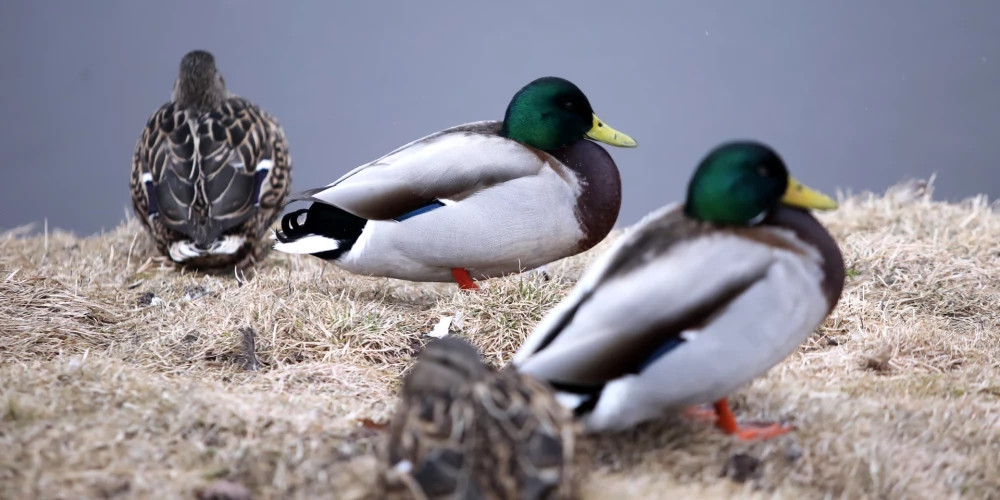 Во вторник в восточной Латвии ожидается дождь, в Риге — без осадков