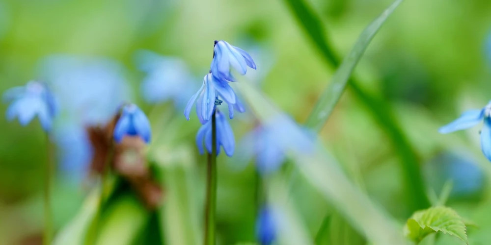Воскресенье в Латвии: воздух прогреется до +16 градусов, осадков не ожидается