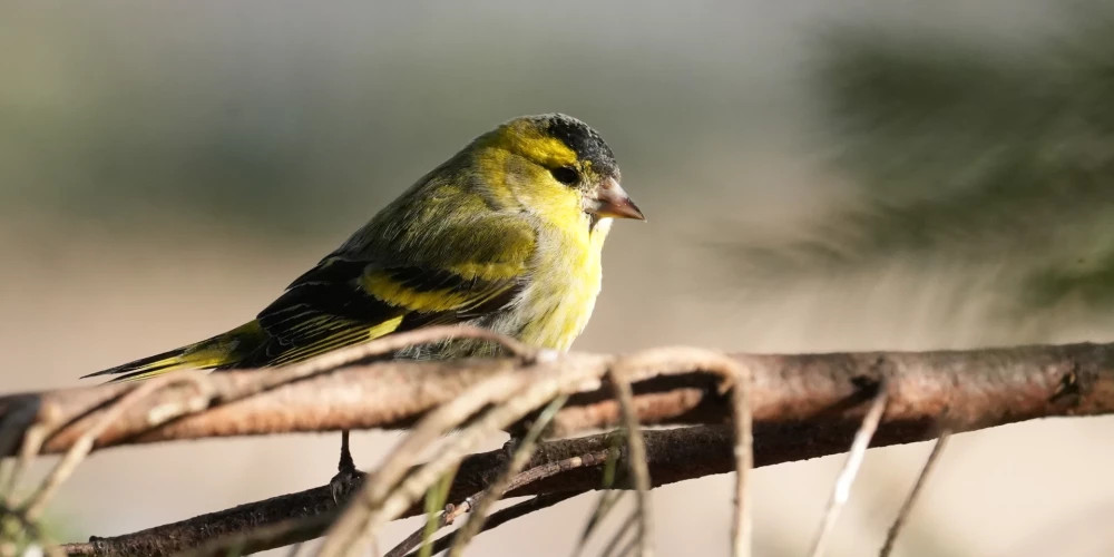 Выходные в Латвии ожидаются солнечными, но возможны град и мокрый снег