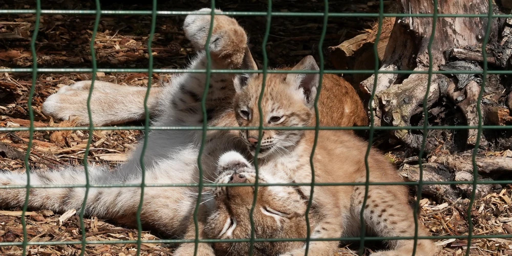 22 000 посетителей Рижского зоопарка 1 апреля установили новый рекорд