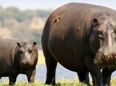 Колумбия планирует отстрел «кокаиновых бегемотов» Пабло Эскобара для контроля популяции