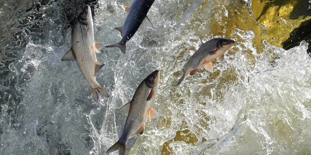 Кулдига проводит праздник "летающих рыб" с развлечениями и активностями для посетителей