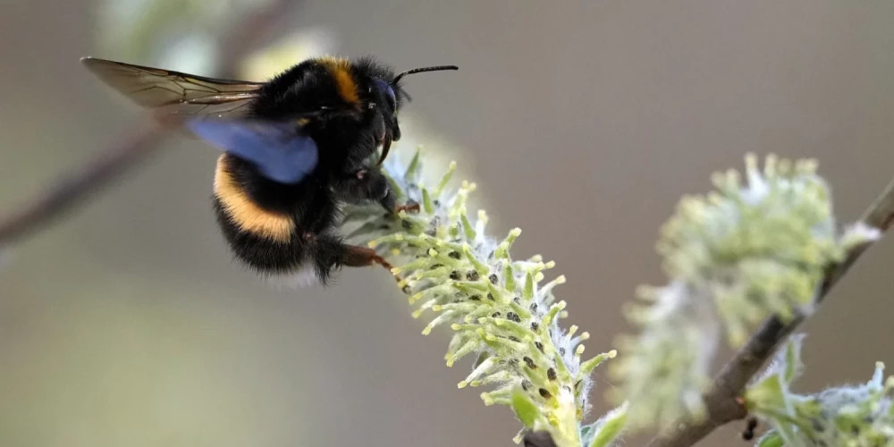 Латвии прогнозируют теплое и солнечное воскресенье с температурой до +13 градусов