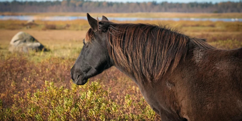 Латвийские фермеры теряют права на землю из-за расширения заповедников на 652 га