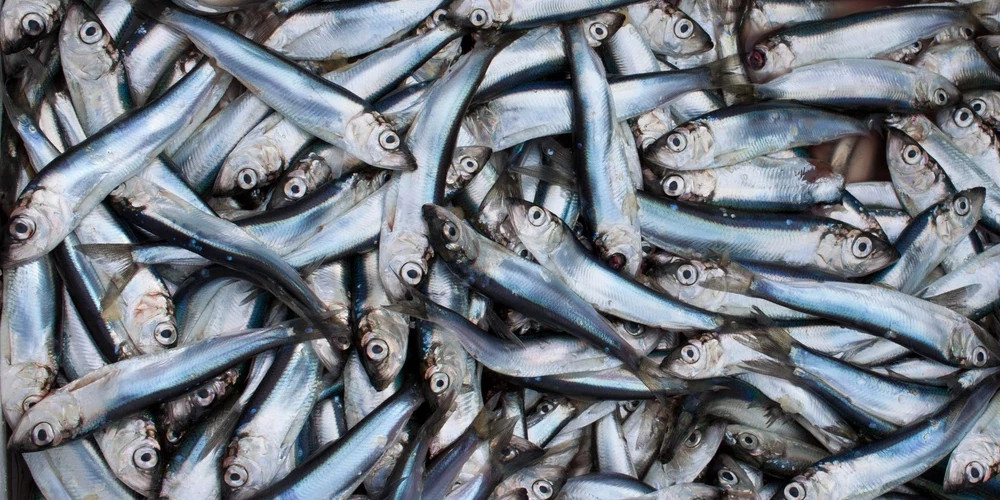 Латвийским рыбакам обязали регистрировать вес пойманной сельди после рыбалки