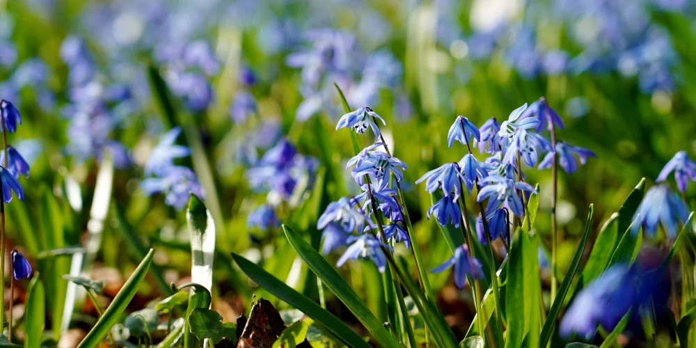 Латвия ожидает почти идеальный весенний день с солнцем и комфортным теплом