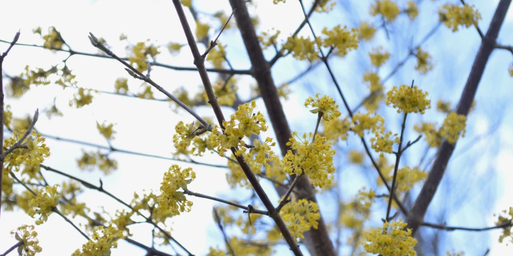 После морозной ночи в Латвии ожидается солнечная и теплая пятница