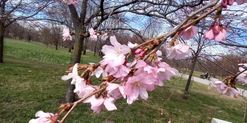 Сакура начинает цвести в парке Узварас, жители Латвии готовятся к прогулкам