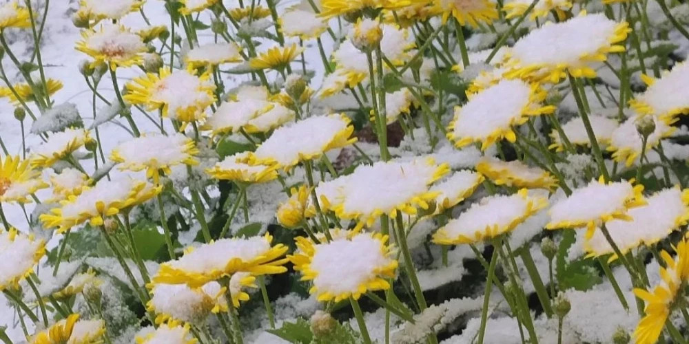 Сильный ветер и снег наблюдаются в Земгале, Алуксне и других районах Латвии