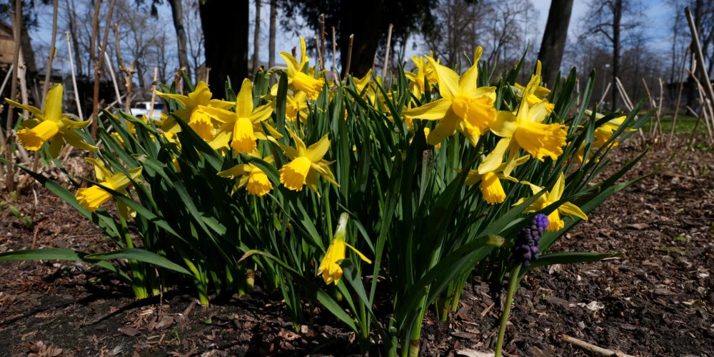 Солнце возвращается: что ждать от погоды в Латвии на этой неделе