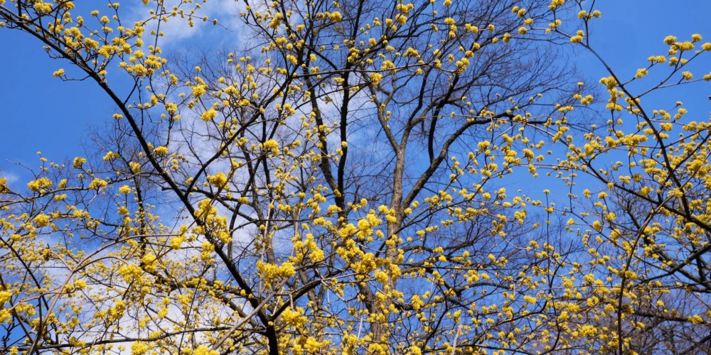 Солнечная погода и до +14 градусов ожидаются в Латвии в воскресенье