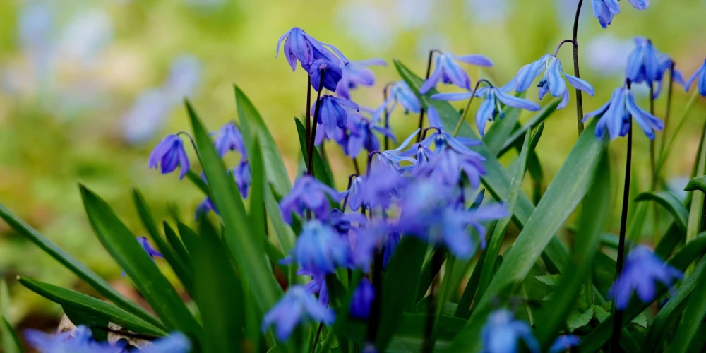 Солнечный день без осадков ожидается в Риге и Латвии после холодной ночи