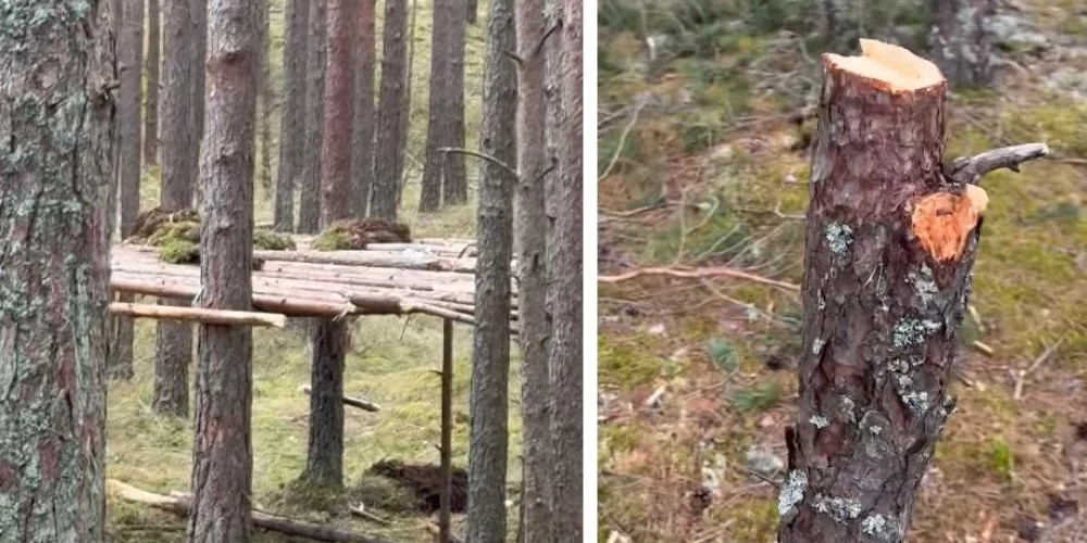 Спор о детских шалостях в Царникаве разделил общество