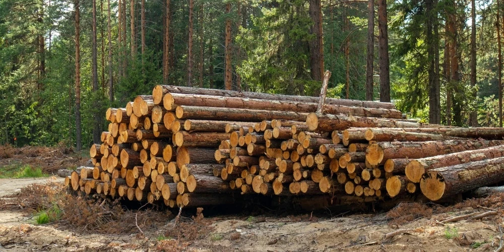 Споры о вырубке деревьев в Латвии снова всплыли в Сейме