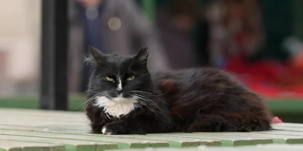 Суббота ожидается с почти идеальной весной в Латвии, температура +6…+13 градусов