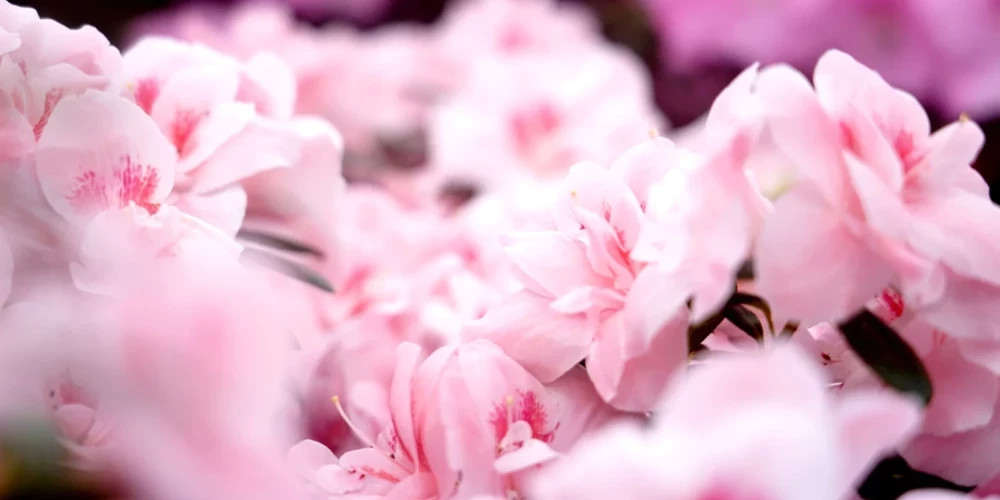 Температура в Латвии в пятницу достигнет +17 градусов, ожидаются кратковременные дожди