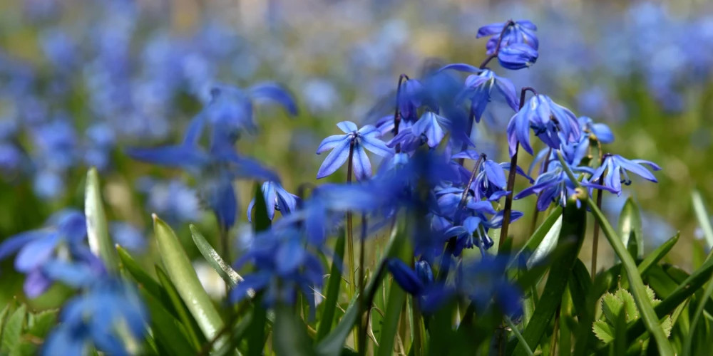 Температура воздуха в четверг не поднимется выше +8 градусов в Латвии