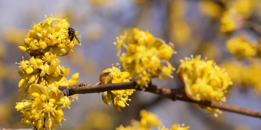 Теплые выходные в Латвии: прогноз температуры +16 градусов