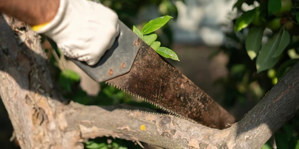 Травмы при весенних работах в Латвии: ампутации и серьезные повреждения рук врача