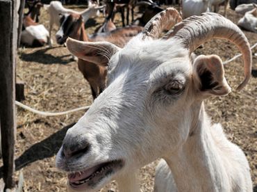 В Буш-дю-Роне задержан 19-летний афганец по подозрению в изнасиловании коз