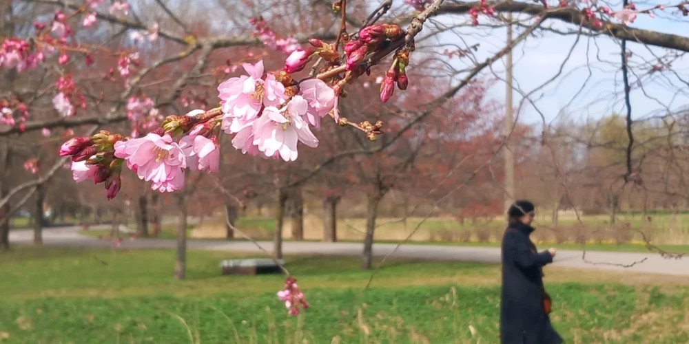 В Латвии ожидается холодная ночь без дождя и солнечное воскресенье