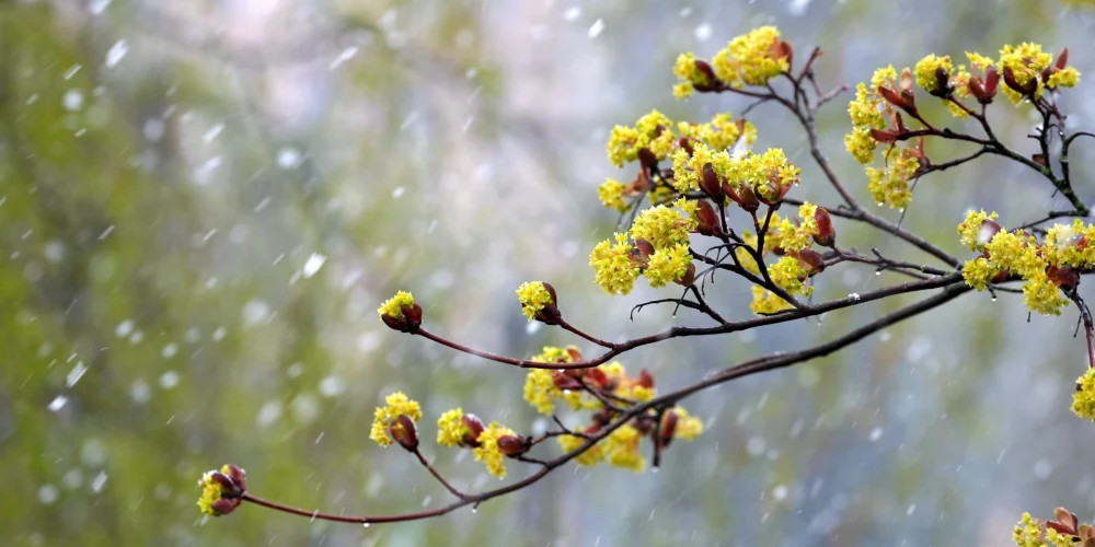 В Латвии в четверг ожидается дождь и температура до +12 градусов