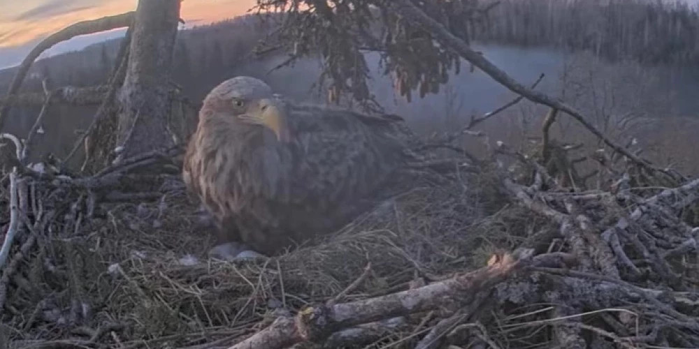 В Латвии впервые вылупился орленок в гнезде в Дурбе