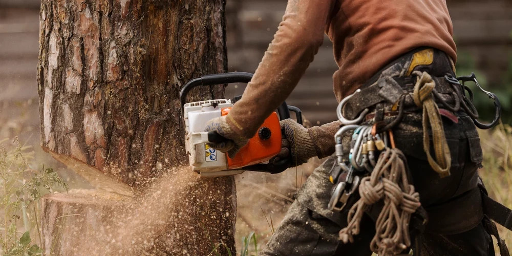 В Латвии за год объем вырубки леса снизился по двум основным причинам