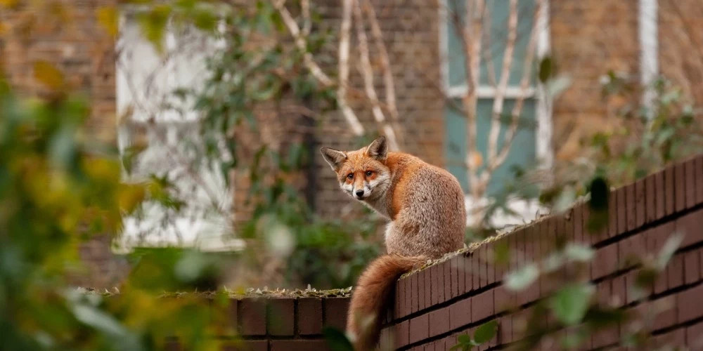 В Латвийском городе усиливаются меры предосторожности против атак чаек